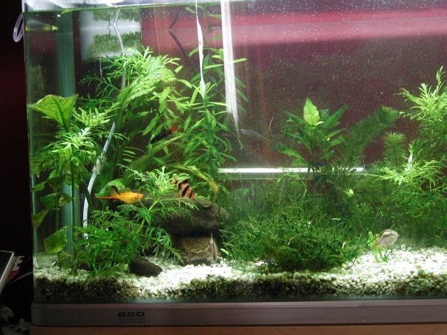 plantedtank.jpg