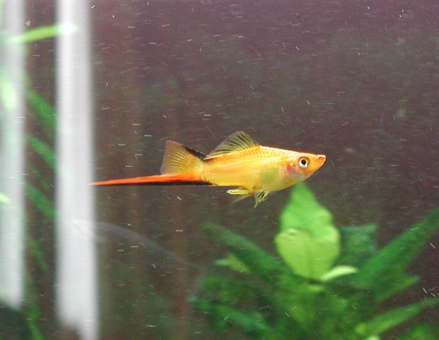 swordtail.jpg